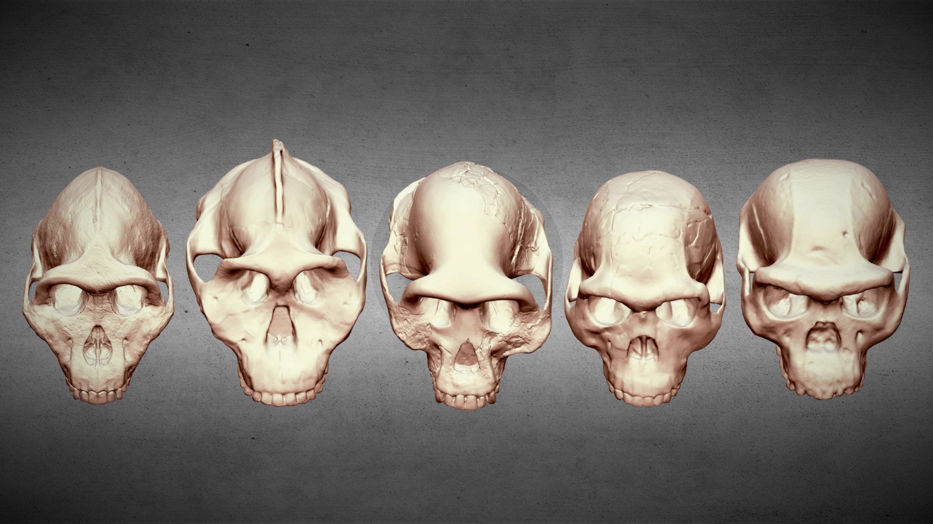 Australopithecine Comparison List — Sketchfab embed 3D viewer