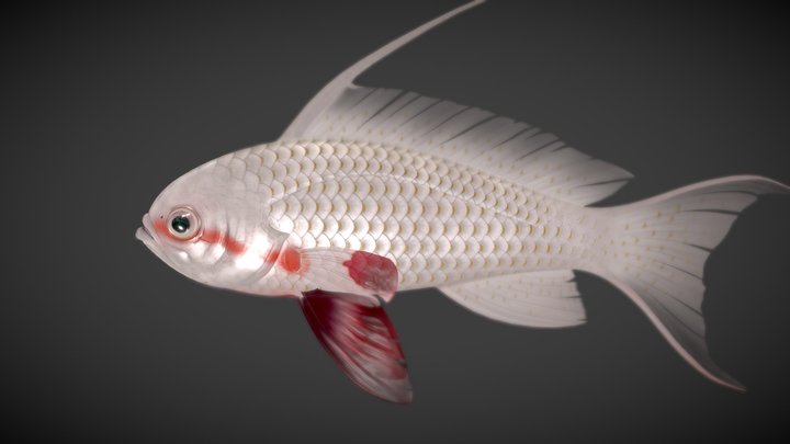 Fish_Lyretail Anthias 3D Model