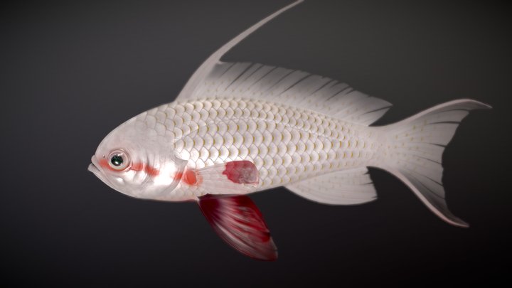 Fish_Lyretail Anthias 3D Model