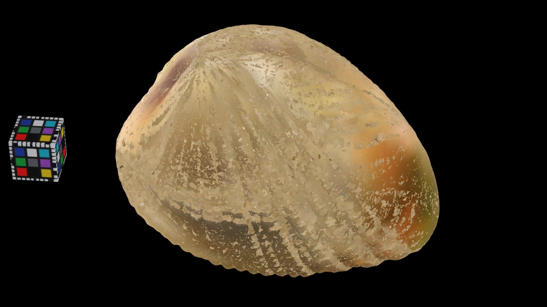 アラスジケマンガイ Gafrarium tumidum