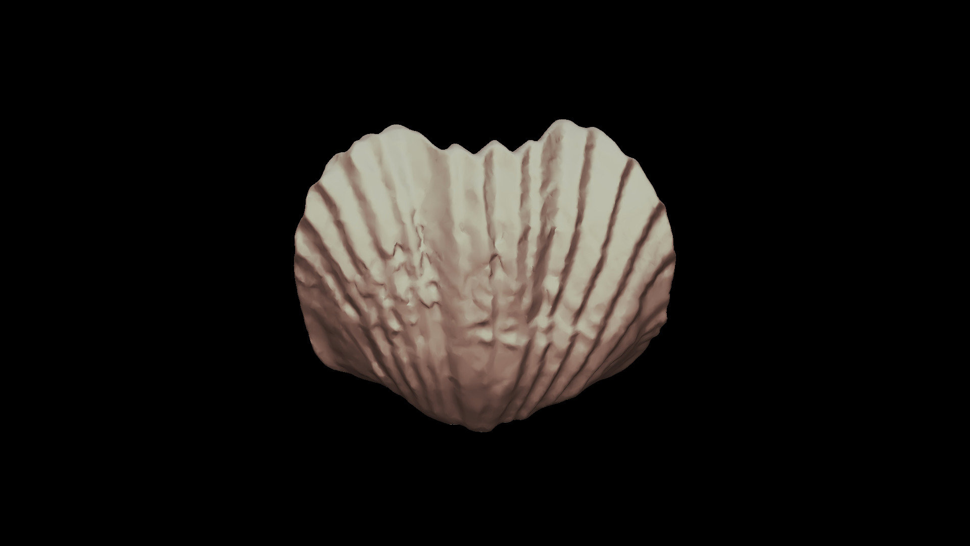 BiValve Fossil