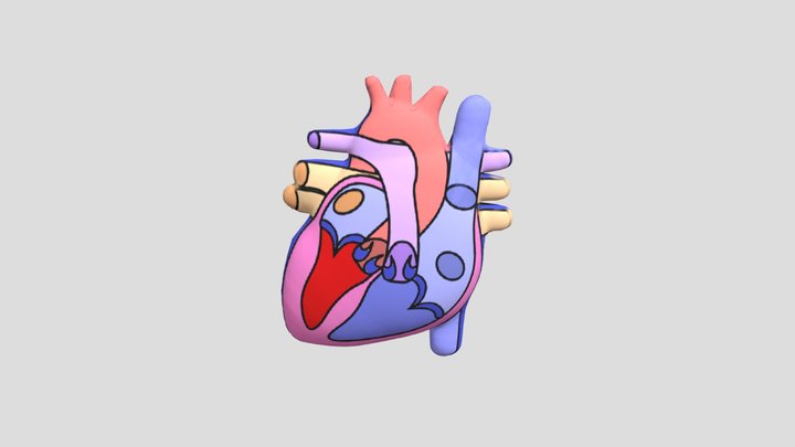 Jantung Manusia 3D Model
