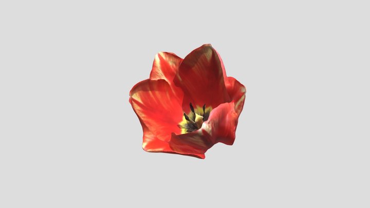 Tulip Head 3D Model