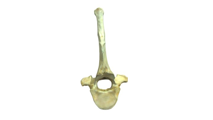 Canine Thoracic Vertebra 3D Model