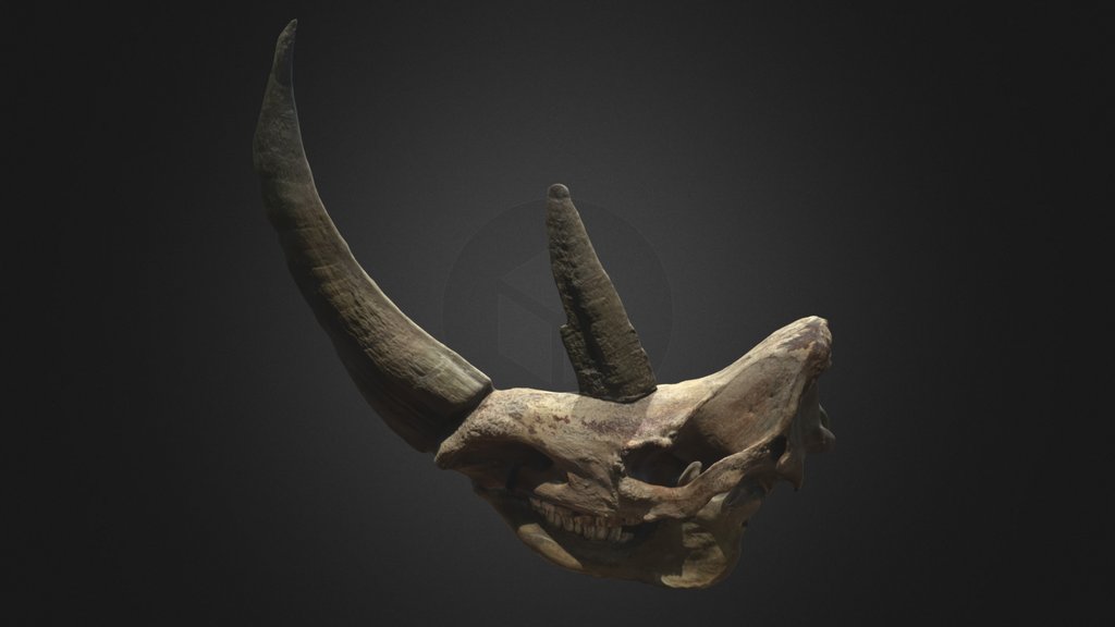 Rhinoceros Laineux