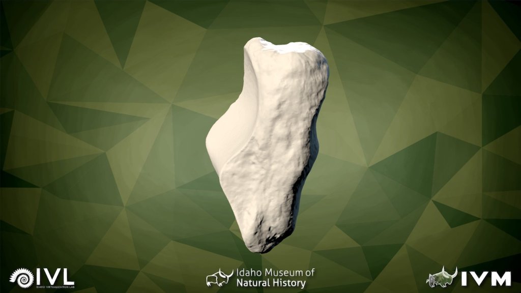 IMNH-75002-27- Sesamoid