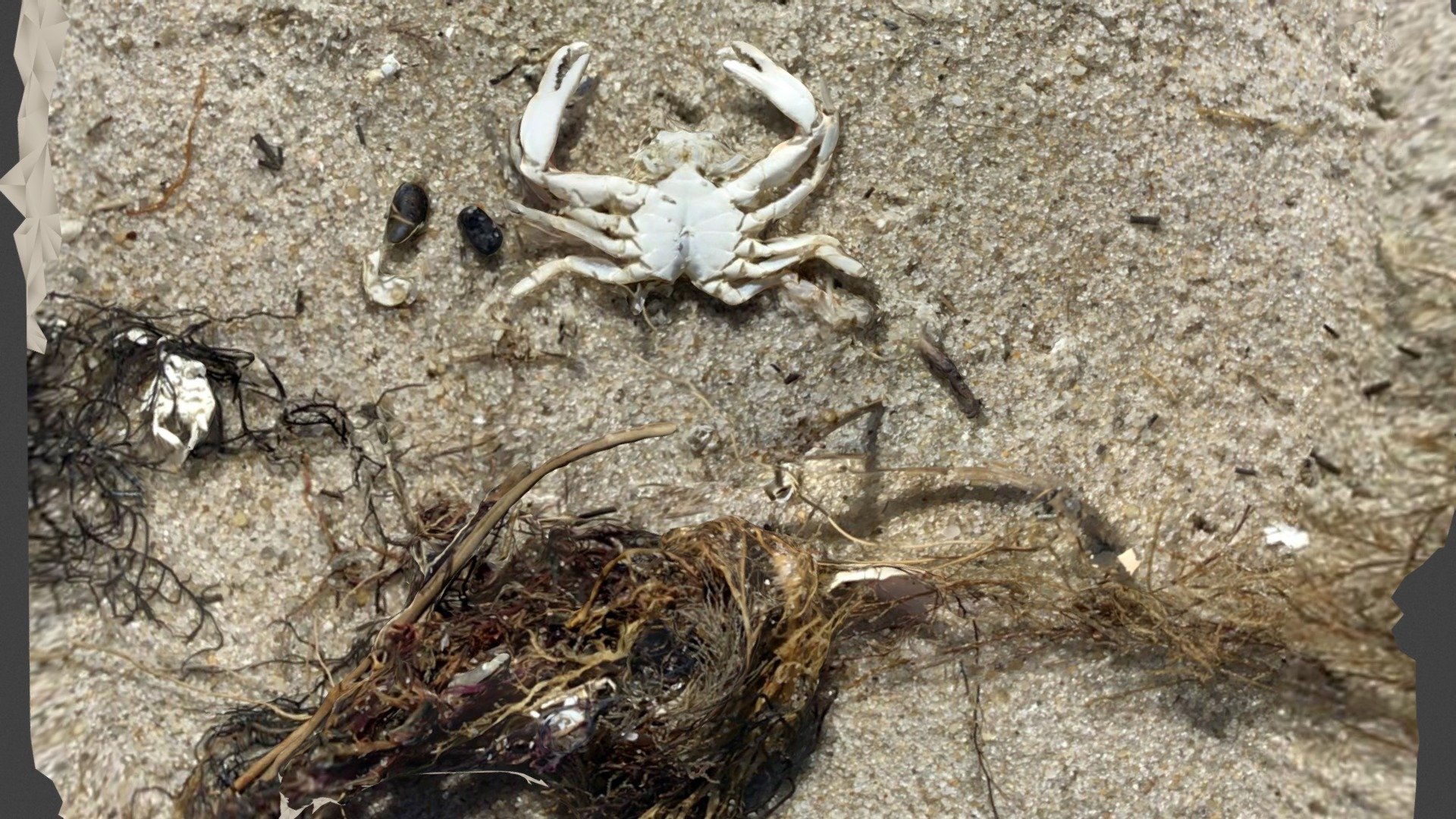 Crab carapace, ventral