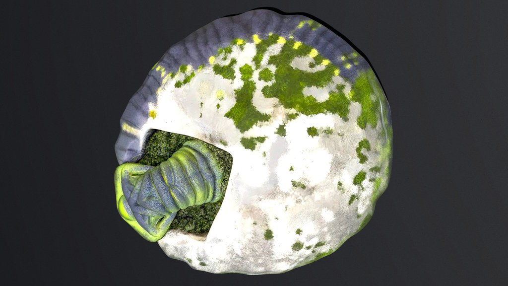 Spiral Within a Stone Hollow