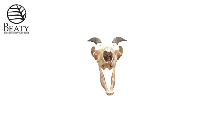 9049 Big Horn Sheep 3D Model