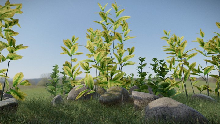 Plants Scene Free! 3D Model