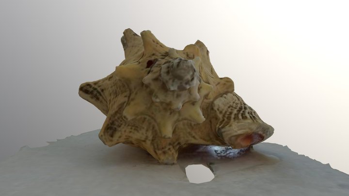 SmallShellofSnail 3D Model