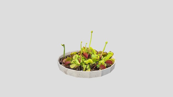 Dionaea muscipala "typical" 3D Model
