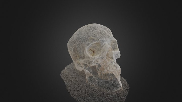 Skull 3D Model