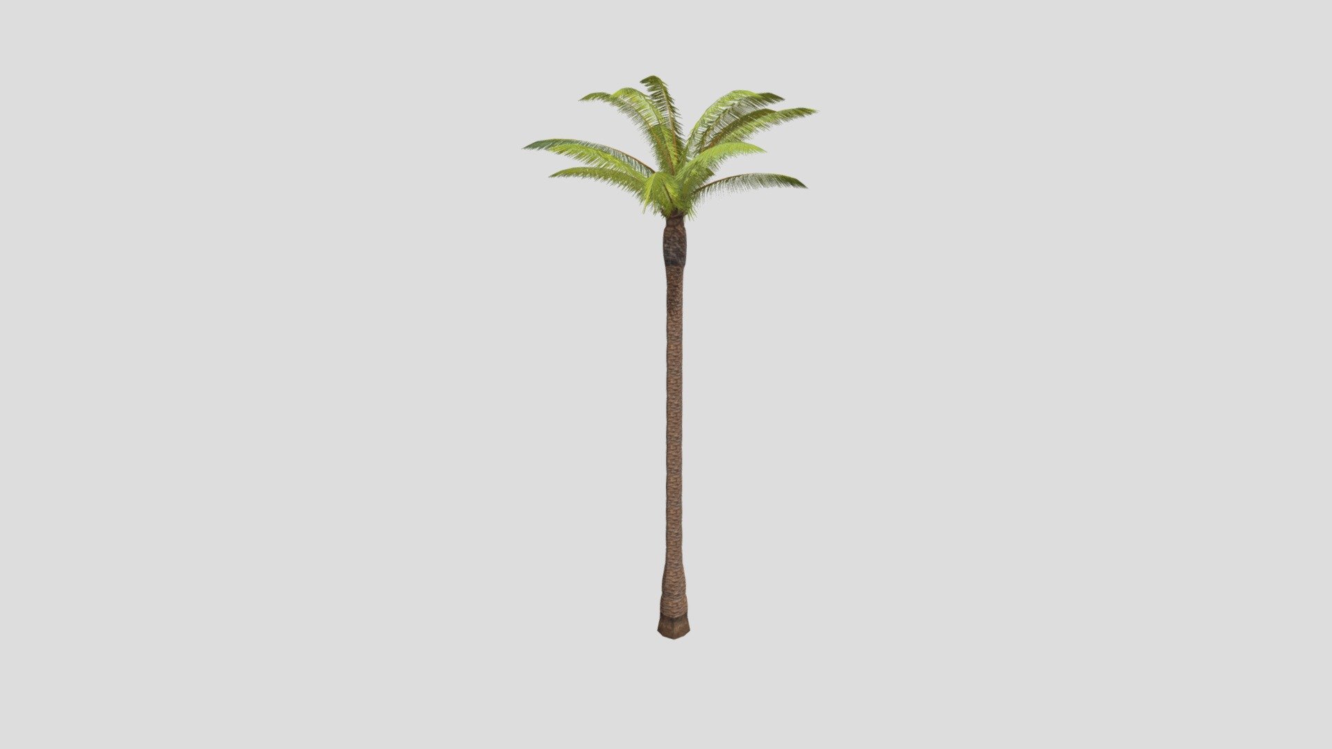 Palm tree 498