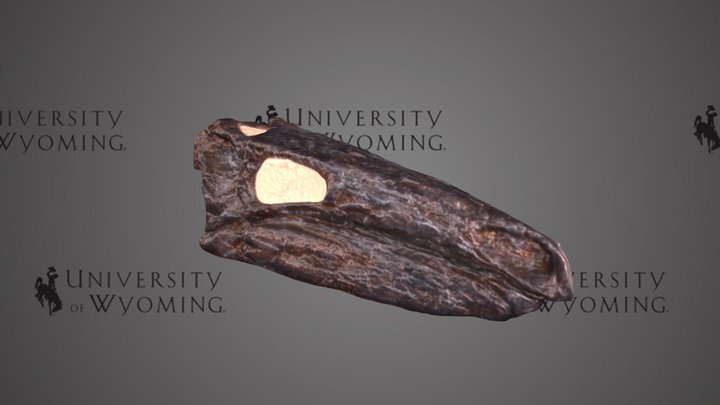 UW6504 - Stegosaurus sp., skull, cast – Modello 3D gratuito STL