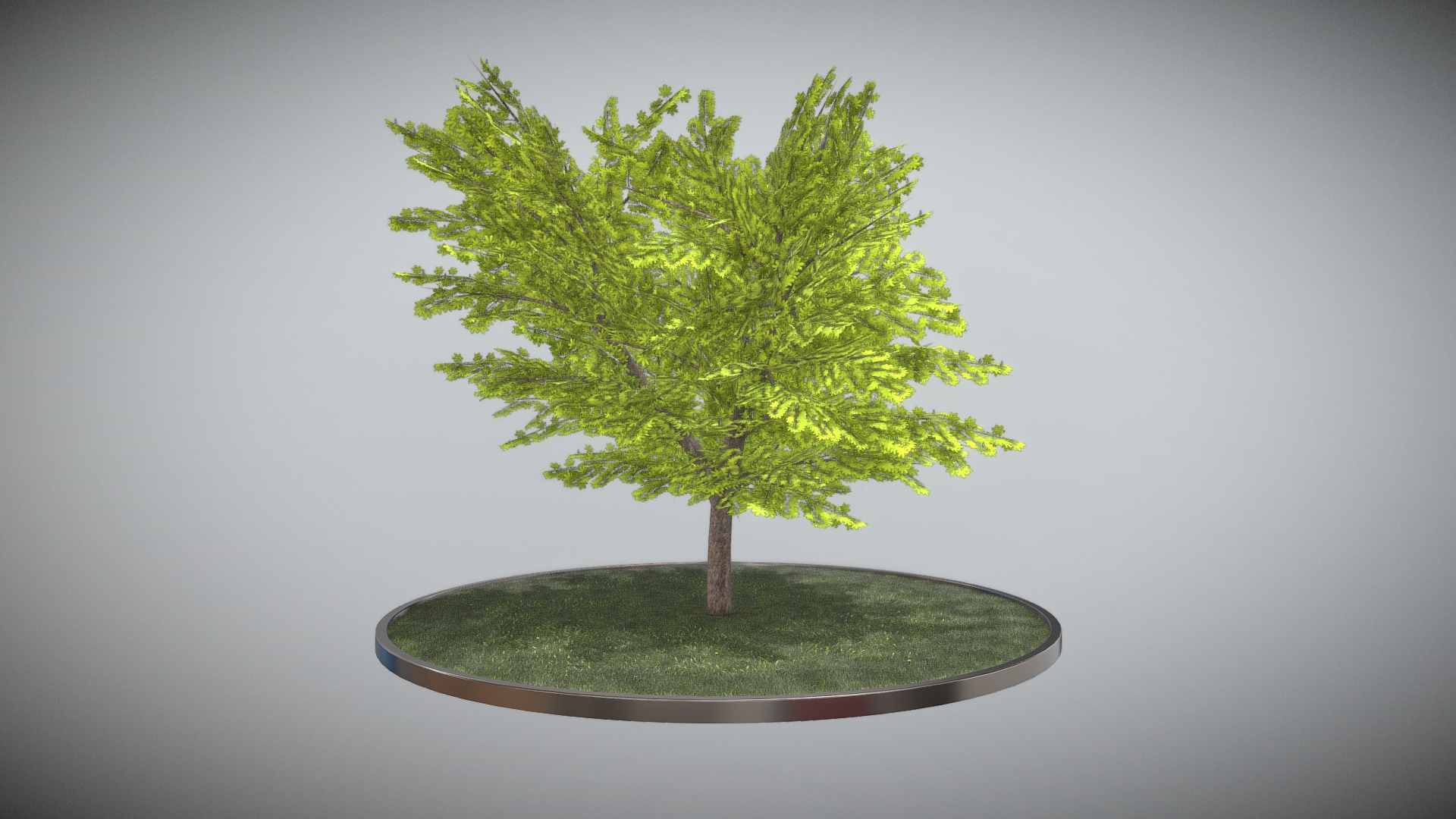3D model Kastanie 21 Meter – Frühling - This is a 3D model of the Kastanie 21 Meter - Frühling. The 3D model is about a tree in a pot.