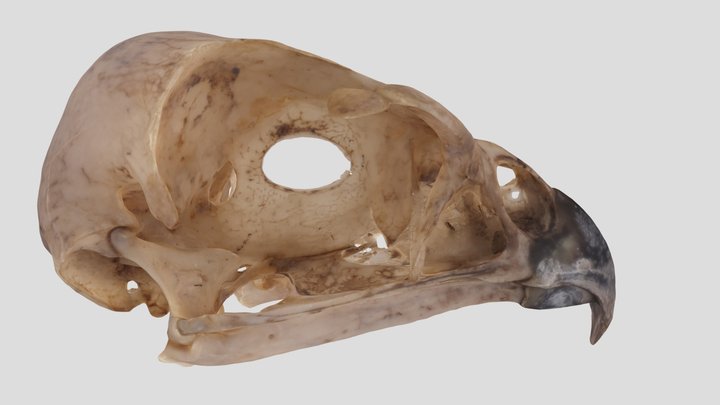 UWYMV:Bird:5861, Accipiter atricapillus, Skull – Kostenloses 3D-Modell STL