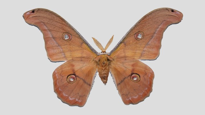 YPM ENT.745830 Moth, Copaxa lavendera – Kostenloses 3D-Modell STL