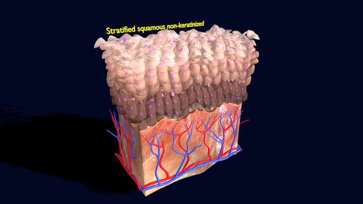 Skin Stratified Squamous Epithelial 3D Model