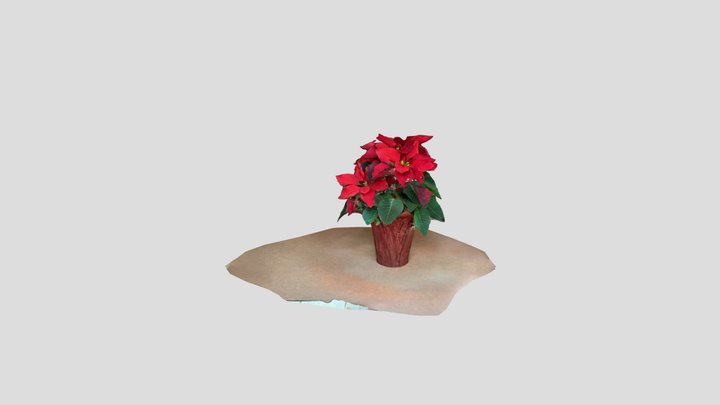 Christmas Poinsettia 3D Model