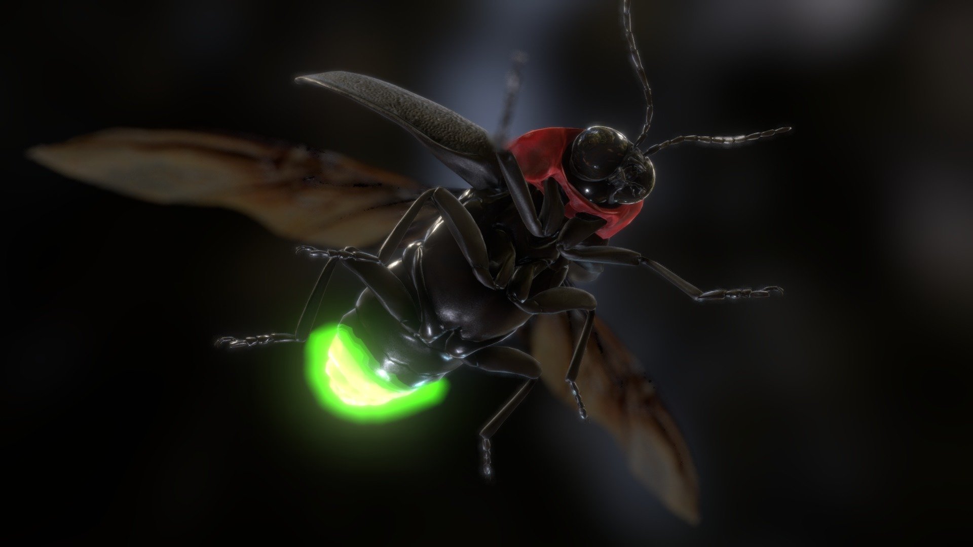 Luciola lateralis "Japanese Fire Fly" — Sketchfab embed 3D viewer