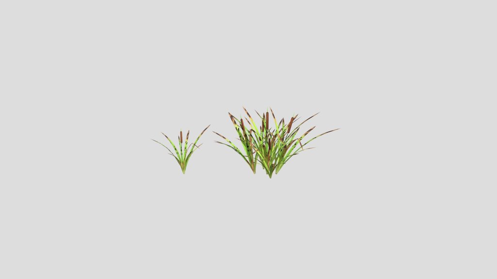 CoNen ( Cattail ) Low Poly