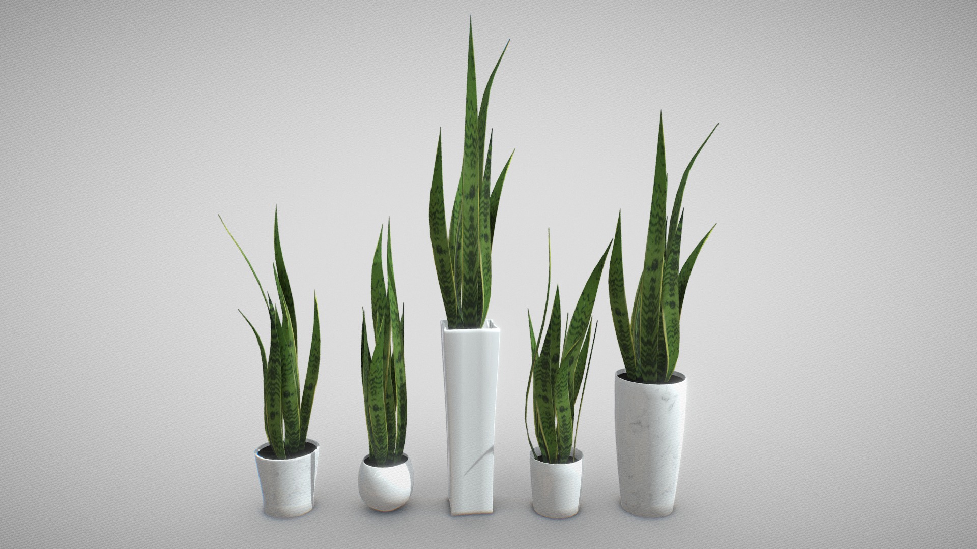 3D model Snake Tongue Plant Pack - This is a 3D model of the Snake Tongue Plant Pack. The 3D model is about a group of potted plants.