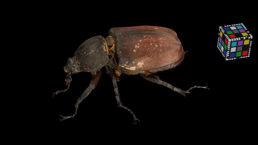 CC0 カブトムシ ♀ 泥付き Japanese Rhinoceros Beetle