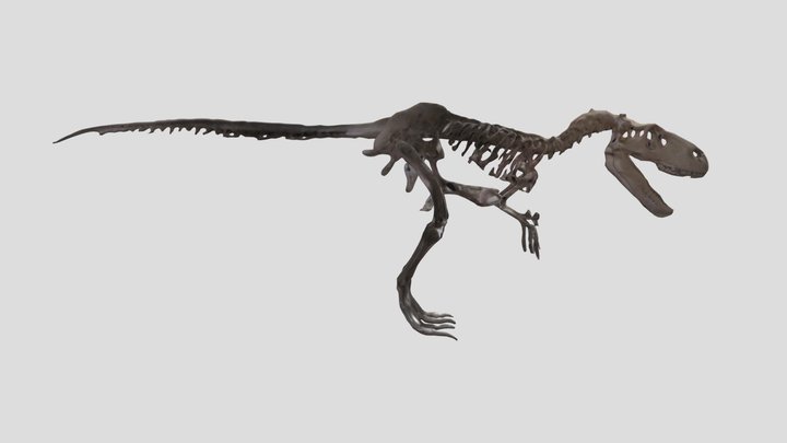 Phuwiangvenator Yaemniyommi 3D Model