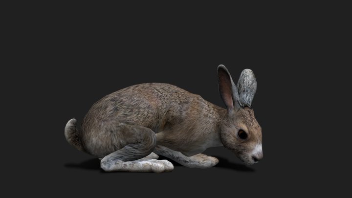 Rabbit (Demo Free Download) 3D Model