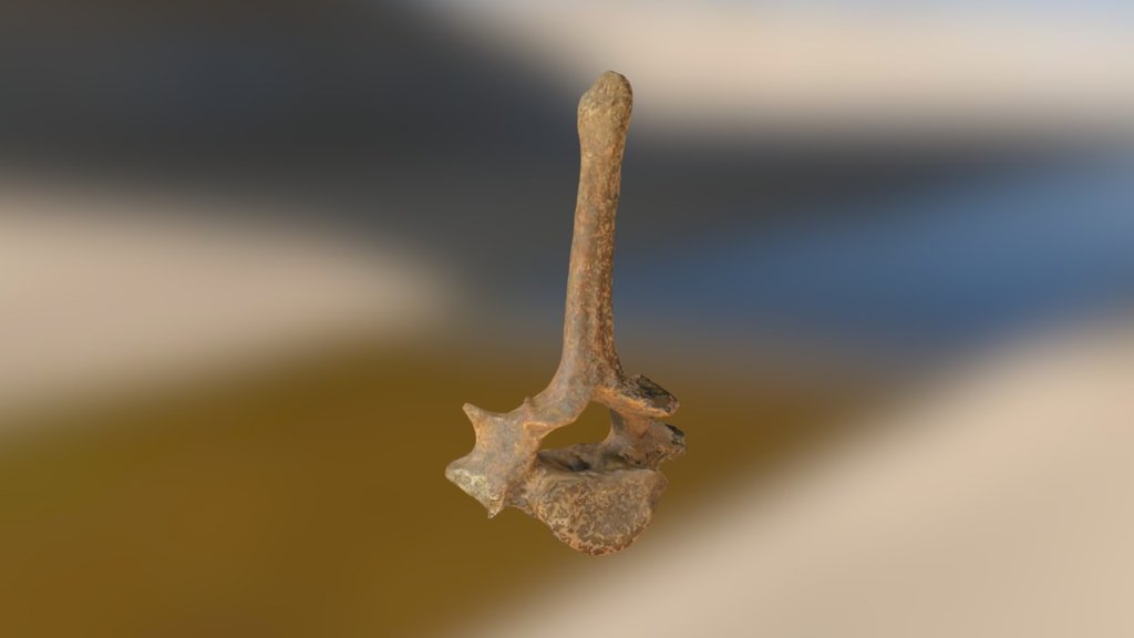 Dog Vertebra (VCU_3D_2127)