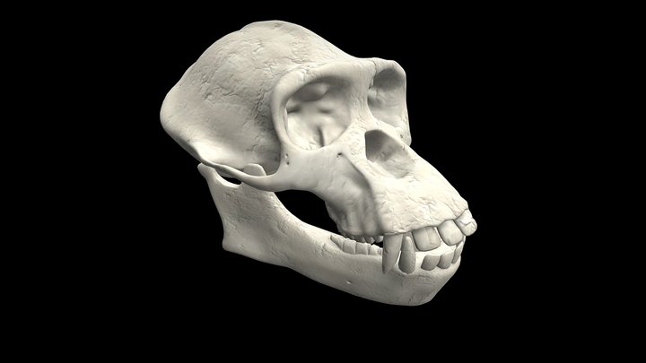 Chimp Head - duplicated version 3D Model