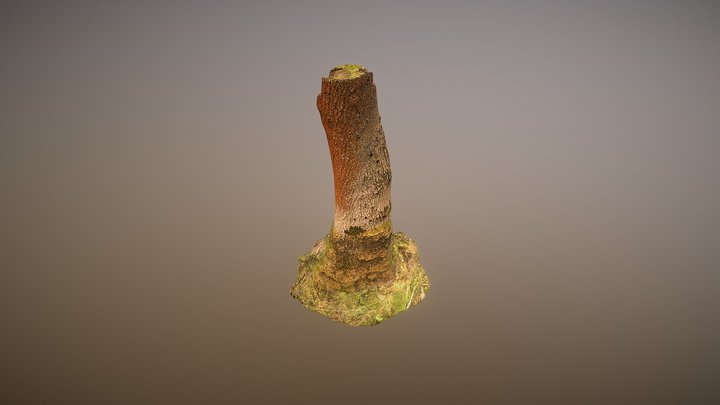 Mossy Tree 3D Model