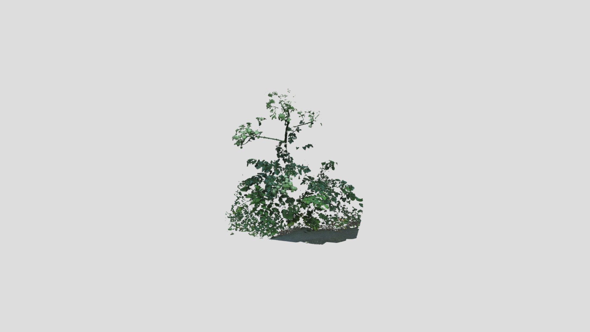 Angelica Japonica - 浜独活