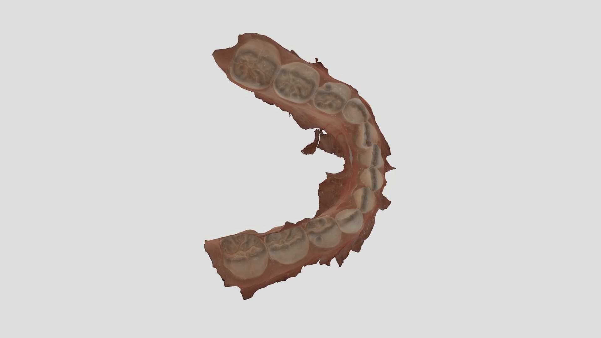 Mandibular Anatomy_Normal Bite_ply - 3D model by saulvito [545c68f ...