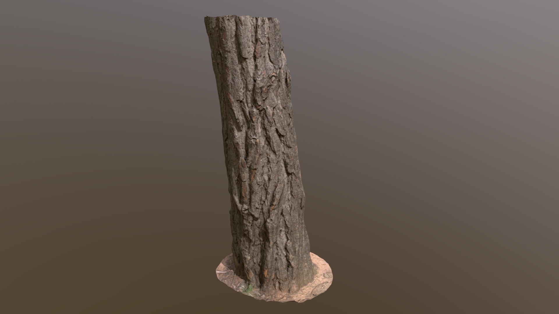 3D model Aleppo Pine Medium Mid Poly - This is a 3D model of the Aleppo Pine Medium Mid Poly. The 3D model is about a tree trunk with a light on it.