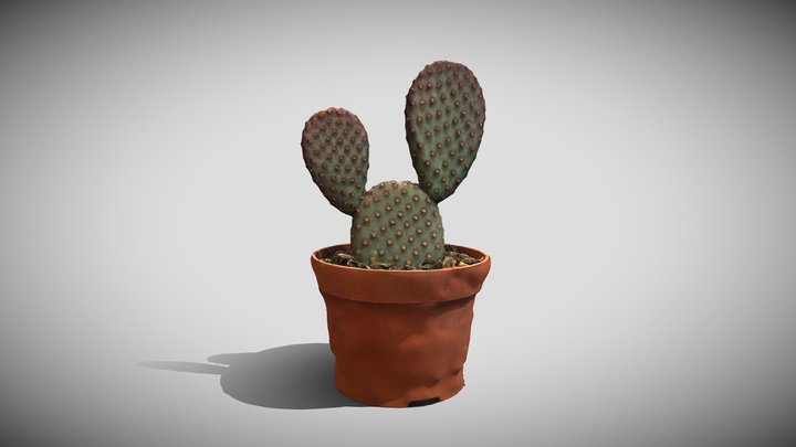 Opuntia Cactus