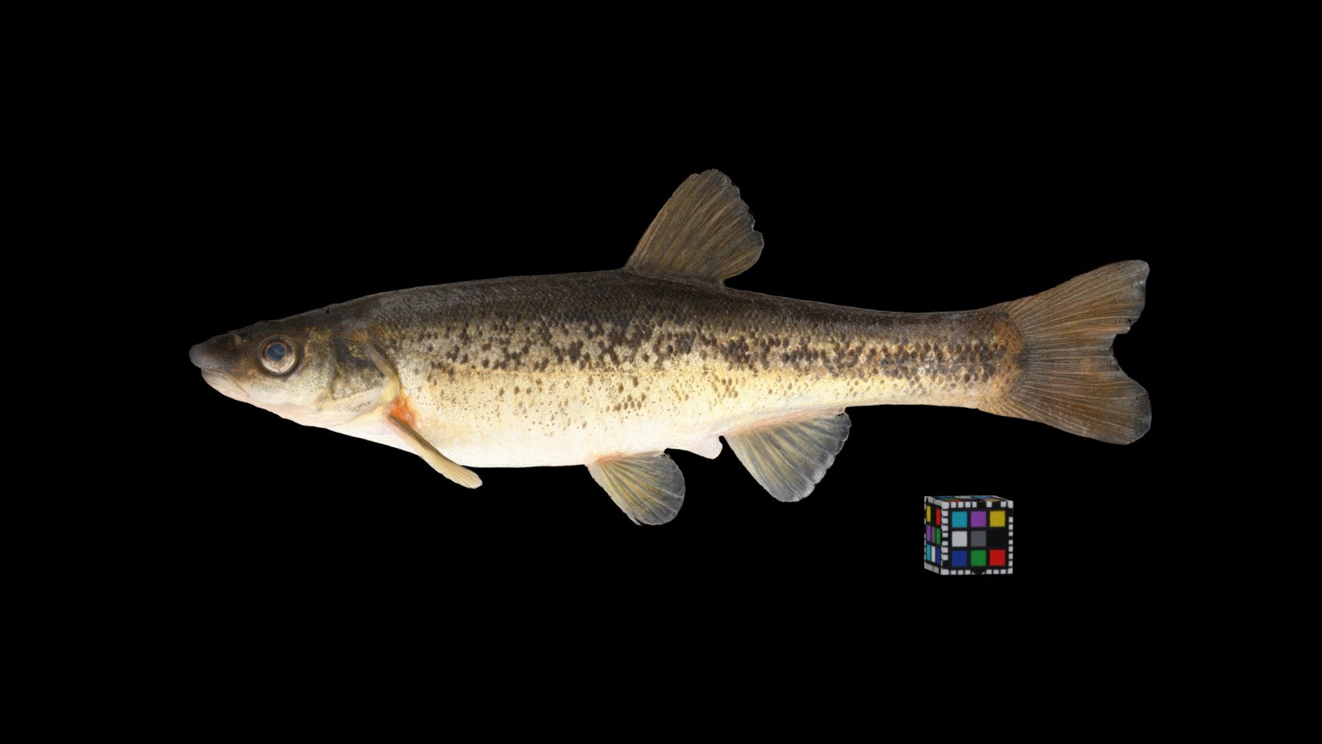アブラハヤ ♀ Rhynchocypris lagowskii steindachneri