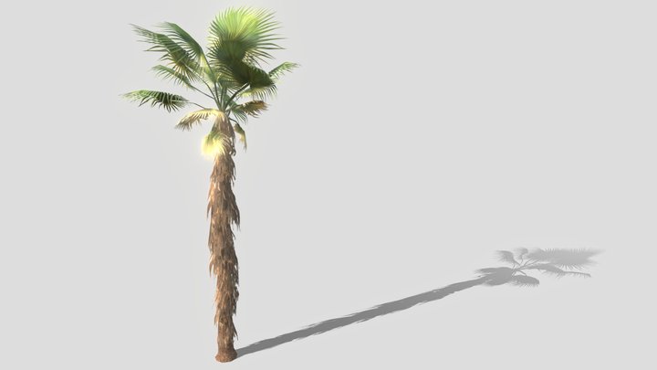 Palmeira Palha LP 3D Model