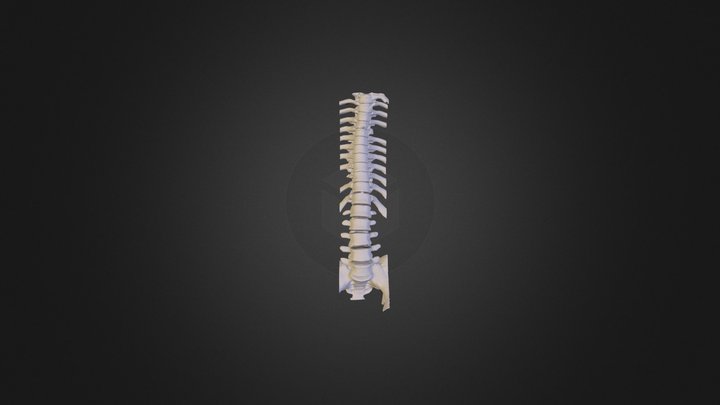 Corrado's spine 3D Model