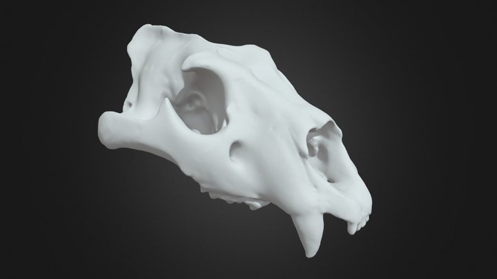 Crâne de tigre – Modèle 3D gratuit STL