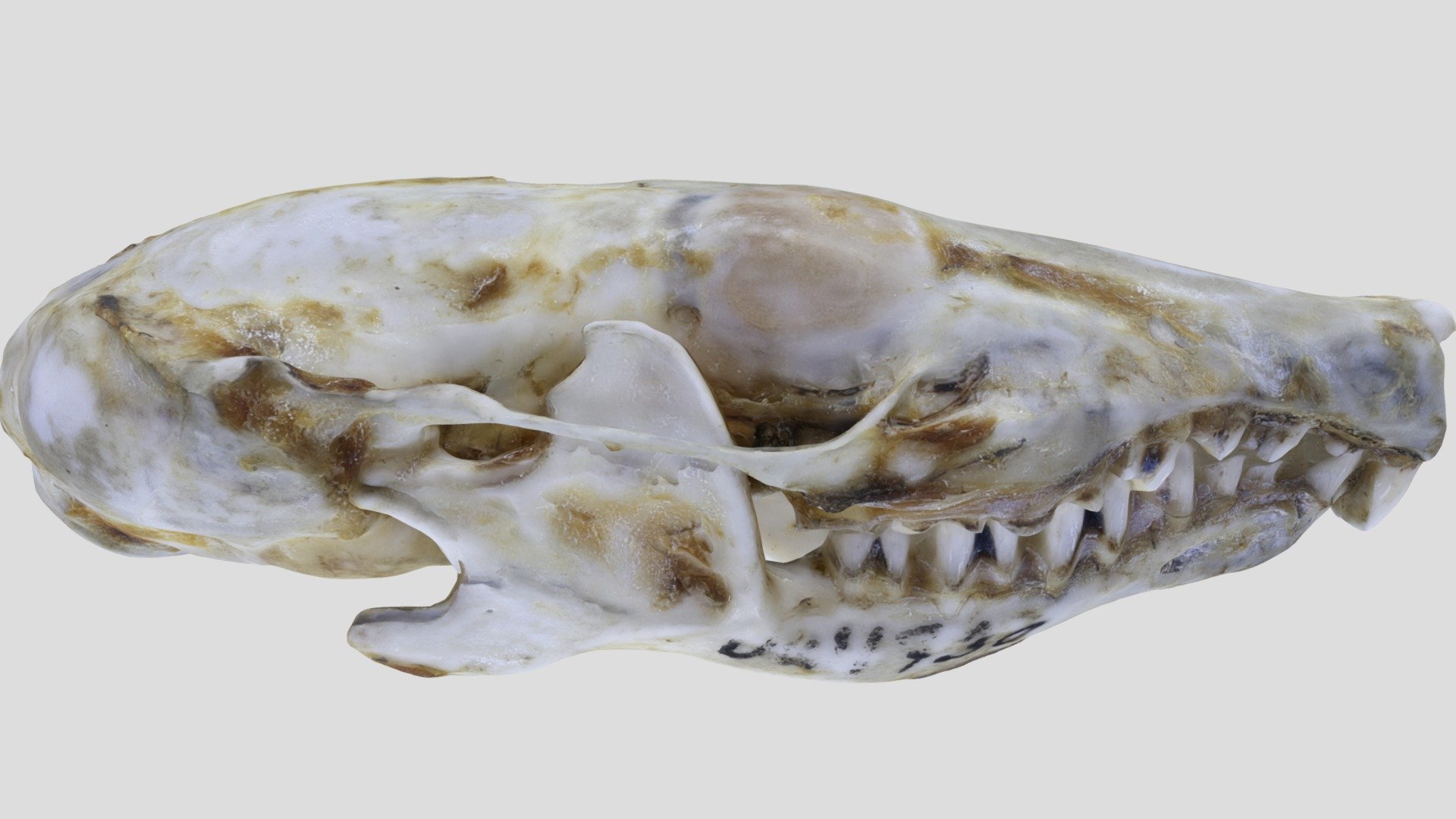 UWYMV:Mamm:1730, Scalopus aquaticus, Skull - Download Free 3D model by ...