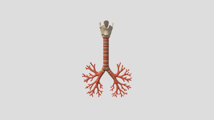 Trakea 3D Model