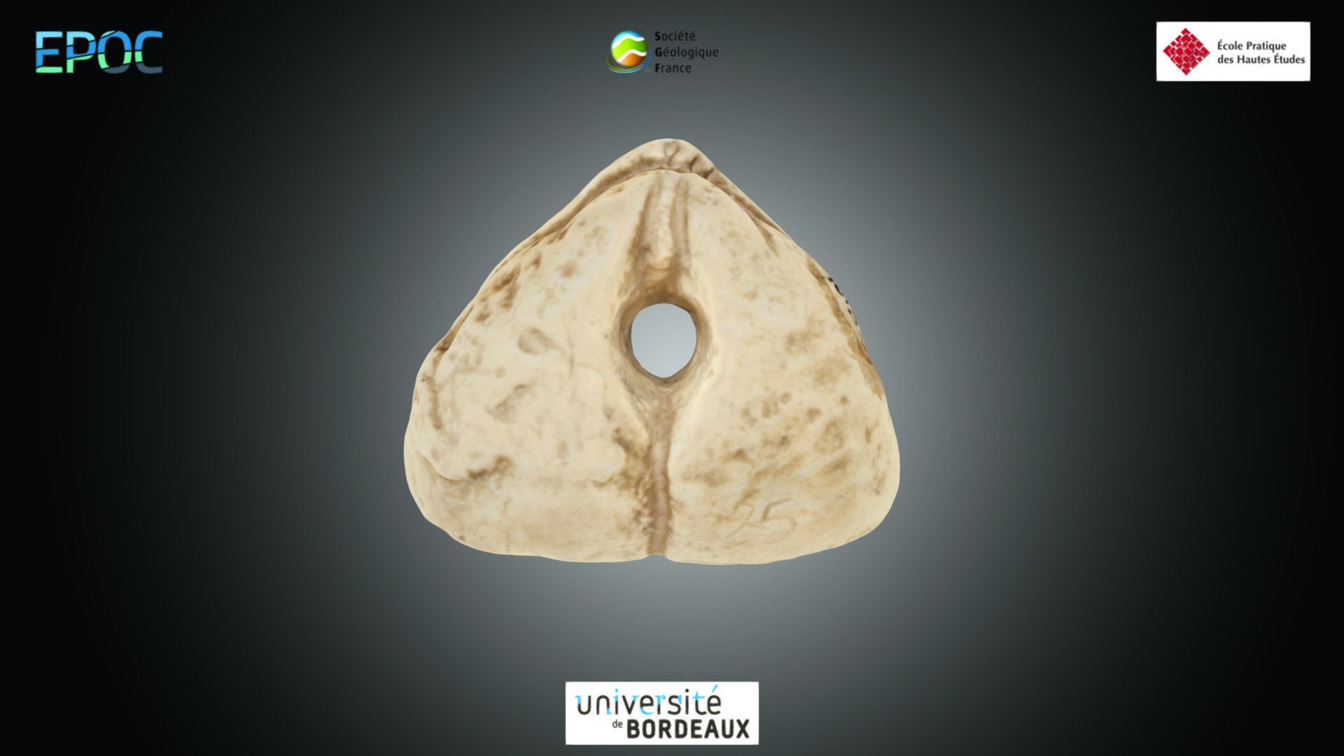 Brachiopode - Pygope sp.