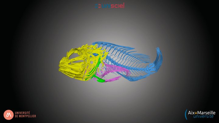 Actinoptérygien - poisson inconnu