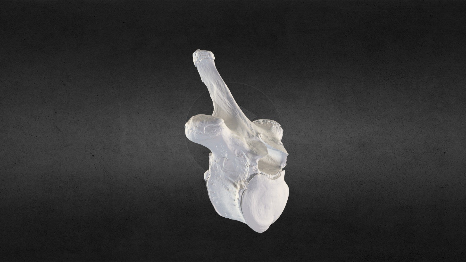 Loxodanta africana (elephant) Thoracic Vert 16