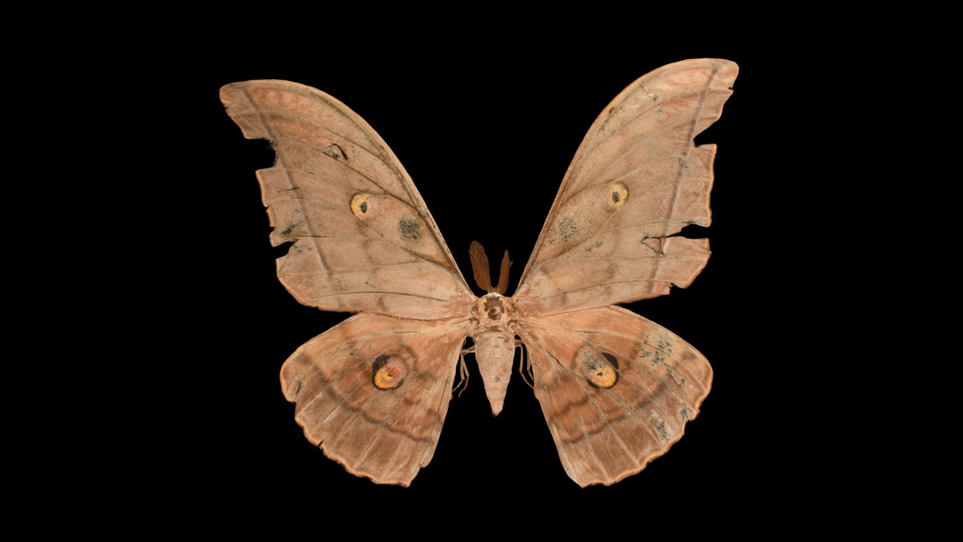 CC0 ヤママユ 🦋 Oak Silkmoth, Antheraea yamamai - Download Free 3D