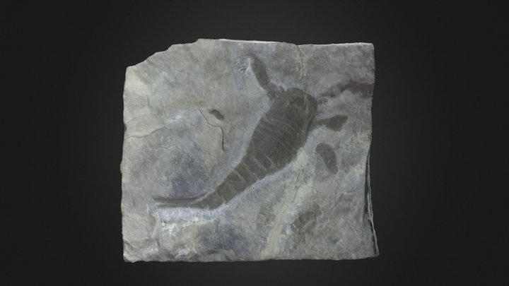 Eurypterus remipes (PRI 50646) – Gratis 3D-model STL