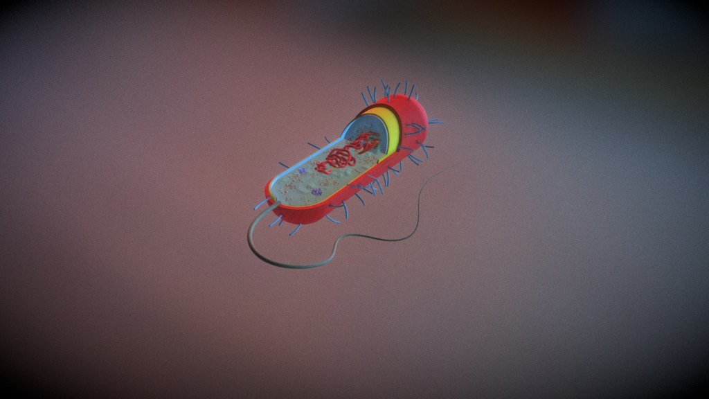 Prokaryotic Cell - 3D model by IDS (@daburget) [5473818] - Sketchfab