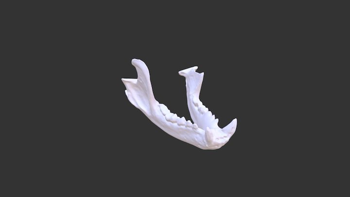 Nature Lab Jaw 3D Model